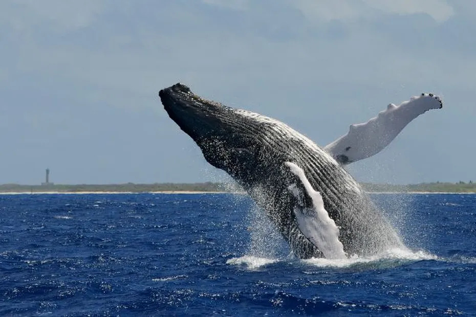 Tests sismiques dangereux en pleine période de mise bas des baleines
