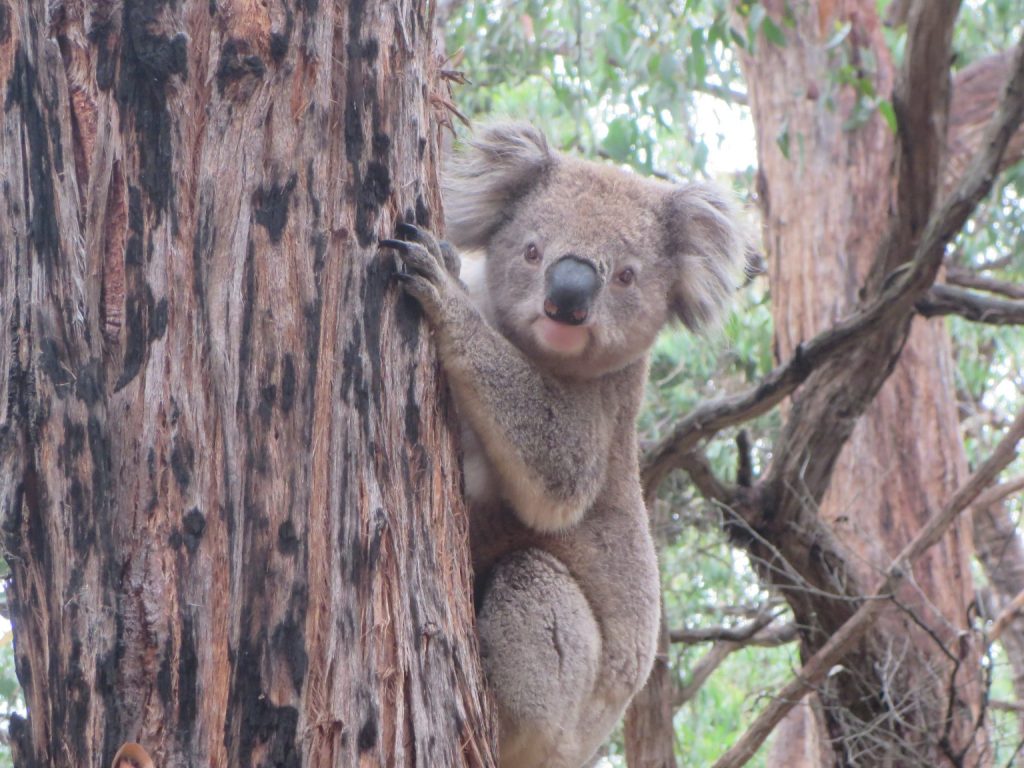 Koalas dans le Budj Bim National Park (Etat de Victoria, Australie), à proximité du lac Condah, en 2020 Koalas dans le Budj Bim National Park (Etat de Victoria, Australie), à proximité du lac Condah, en 2020 (illustration)