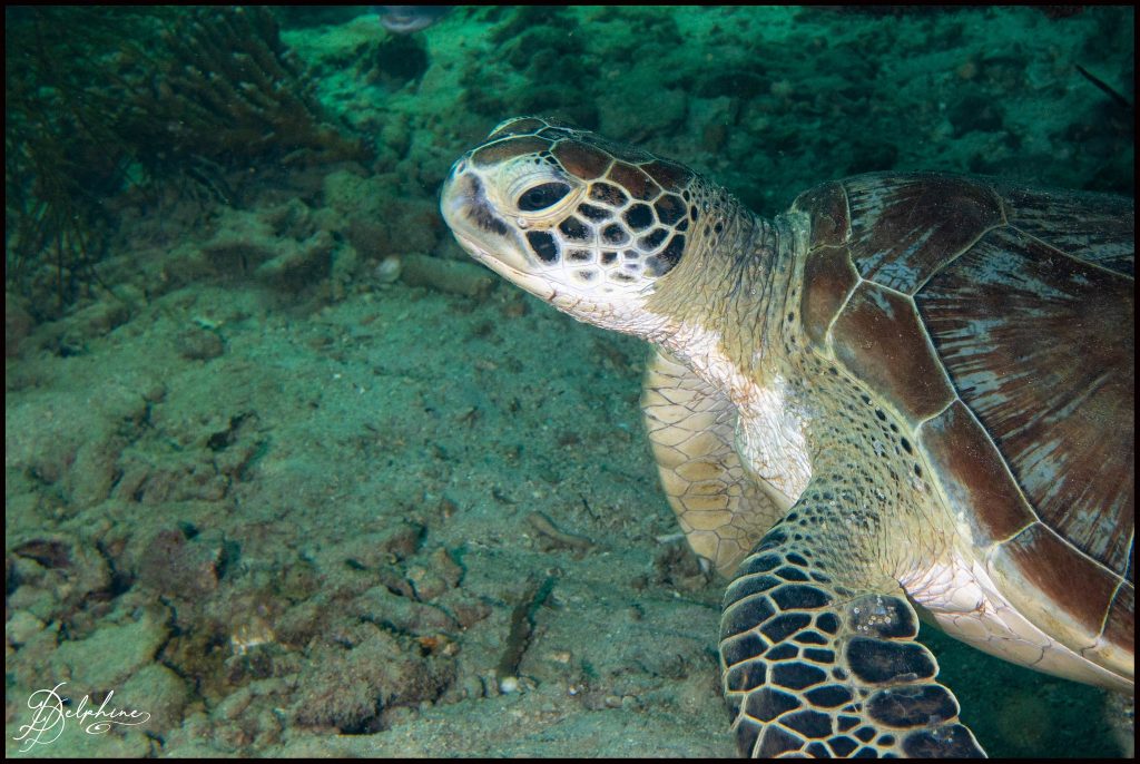Tortue verte (Chelonia mydas) en danger liste rouge Guadeloupe UICN 2021. Tortue verte (Chelonia mydas) en danger liste rouge Guadeloupe par l'UICN 2021.